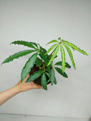 Anthurium Polyschistum