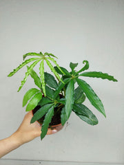 Anthurium Polyschistum – whiteleafplants