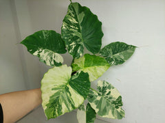 Alocasia Gageana Albo Variegata