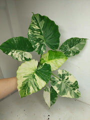Alocasia Gageana Albo Variegata