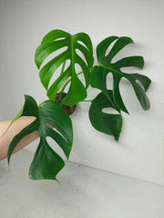 Monstera Sierrana Hawaiian Form