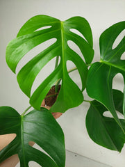 Monstera Sierrana Hawaiian Form