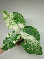 Alocasia Macrorrhiza Splash