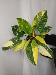Philodendron Green Congo Variegata groß