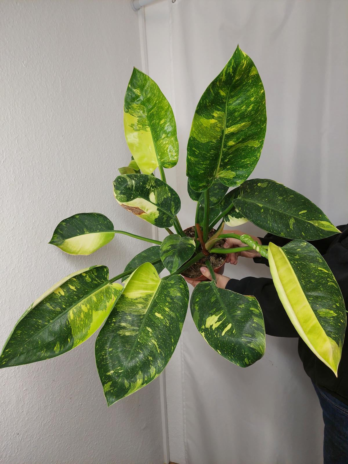 Philodendron Green Congo Variegata groß