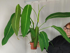 Philodendron Heterocraspedon