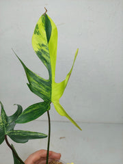 Philodendron Florida Beauty