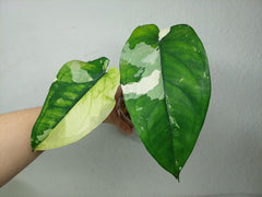 Syngonium Chiapense Variegata