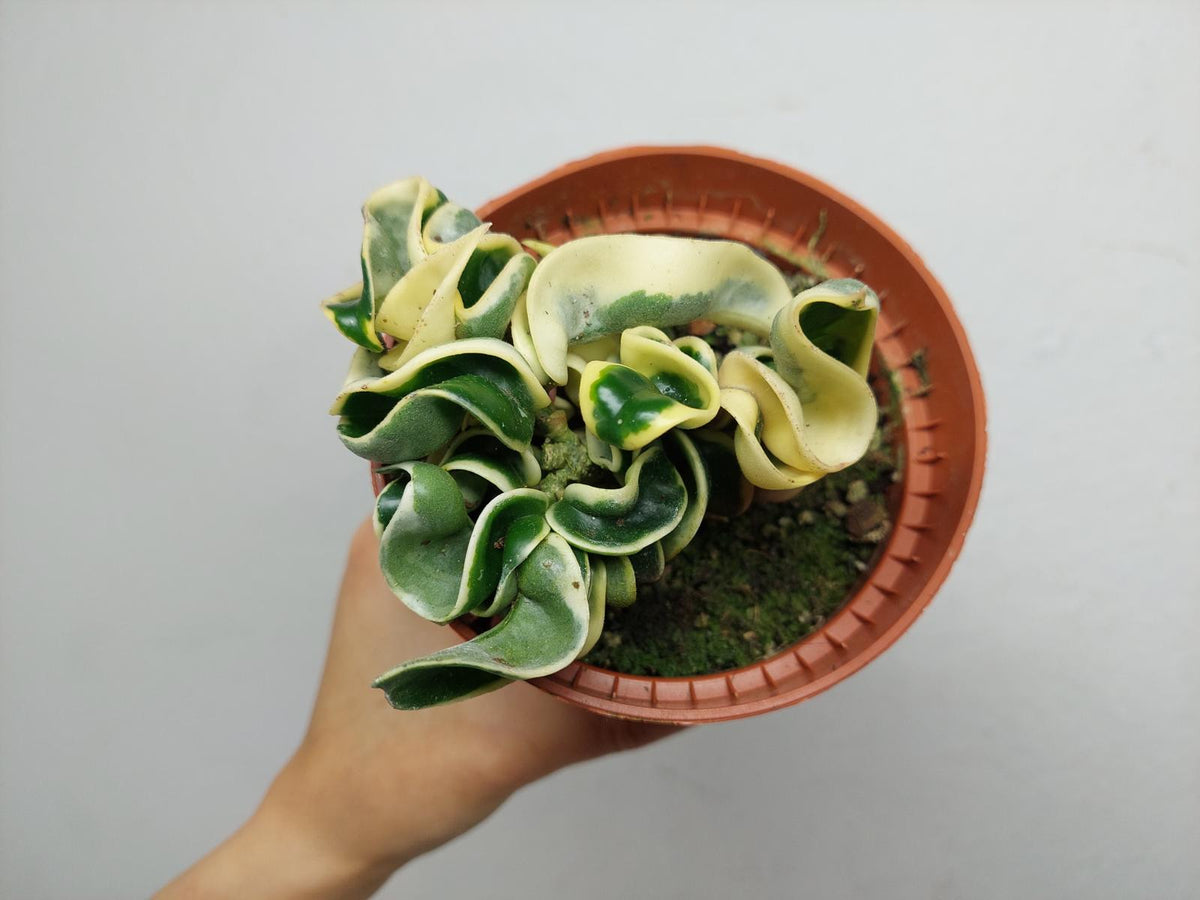 Hoya Compacta Variegata