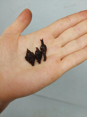 Alocasia Mystery/Surprise (Rhizom / Bulbe)