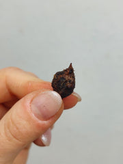 Alocasia Mystery/Surprise (Rhizom / Bulbe)