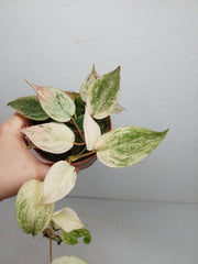 Philodendron Micans Pink