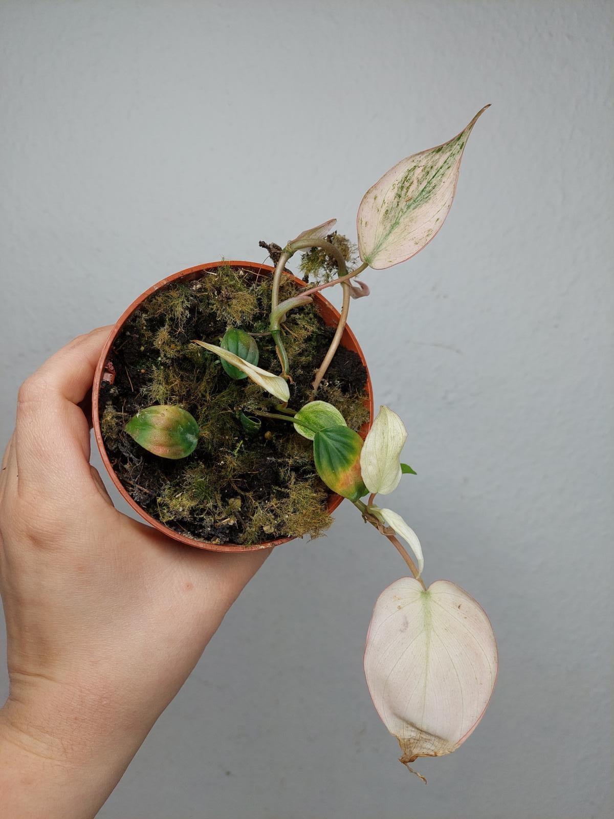 Philodendron Micans Pink
