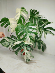 Monstera Variegata (zum aussuchen)