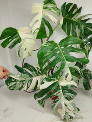 Monstera Variegata (zum aussuchen)