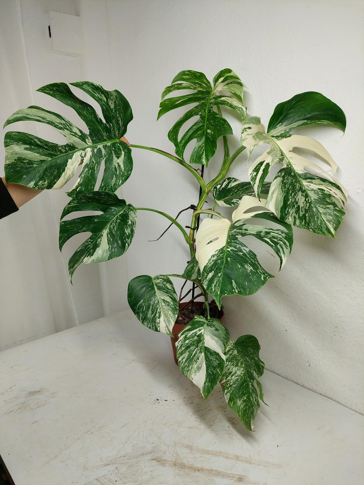 Monstera Variegata (zum aussuchen)