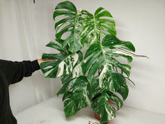 Monstera Variegata Adult