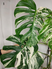 Monstera Variegata Adult