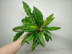 Philodendron Ring of Fire (zum aussuchen)