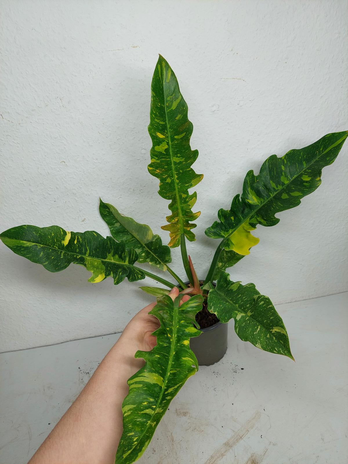 Philodendron Ring of Fire (zum aussuchen)