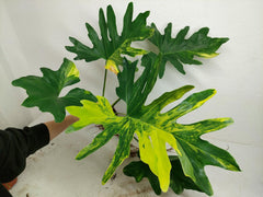 Thaumatophyllum Williamsii Variegata