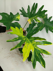 Thaumatophyllum Williamsii Variegata