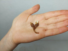 Alocasia Longiloba Purple (Rhizom / Bulbe)