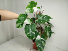 Philodendron White Princess