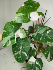 Philodendron White Princess