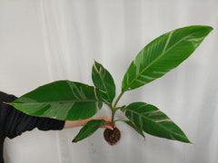 Musa Nono Pink Variegata