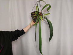 Anthurium Vittarifolium Variegata