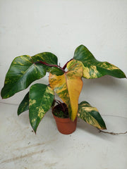 Philodendron Strawberry Shake