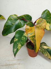 Philodendron Strawberry Shake