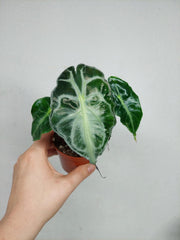 Alocasia Venom