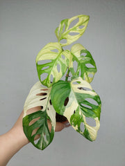 Monstera Adansonii Variegata