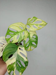 Monstera Adansonii Variegata
