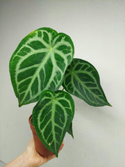 Anthurium Magnificum Hybrid