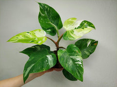 Philodendron White Princess Aurea Tricolor