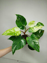 Philodendron White Princess Aurea Tricolor