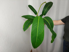 Philodendron Heterocraspedon