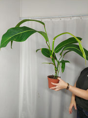 Philodendron Heterocraspedon