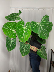 Philodendron Gloriosum XXL