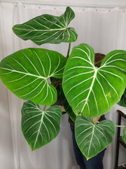 Philodendron Gloriosum XXL