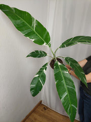Musa Variegata groß