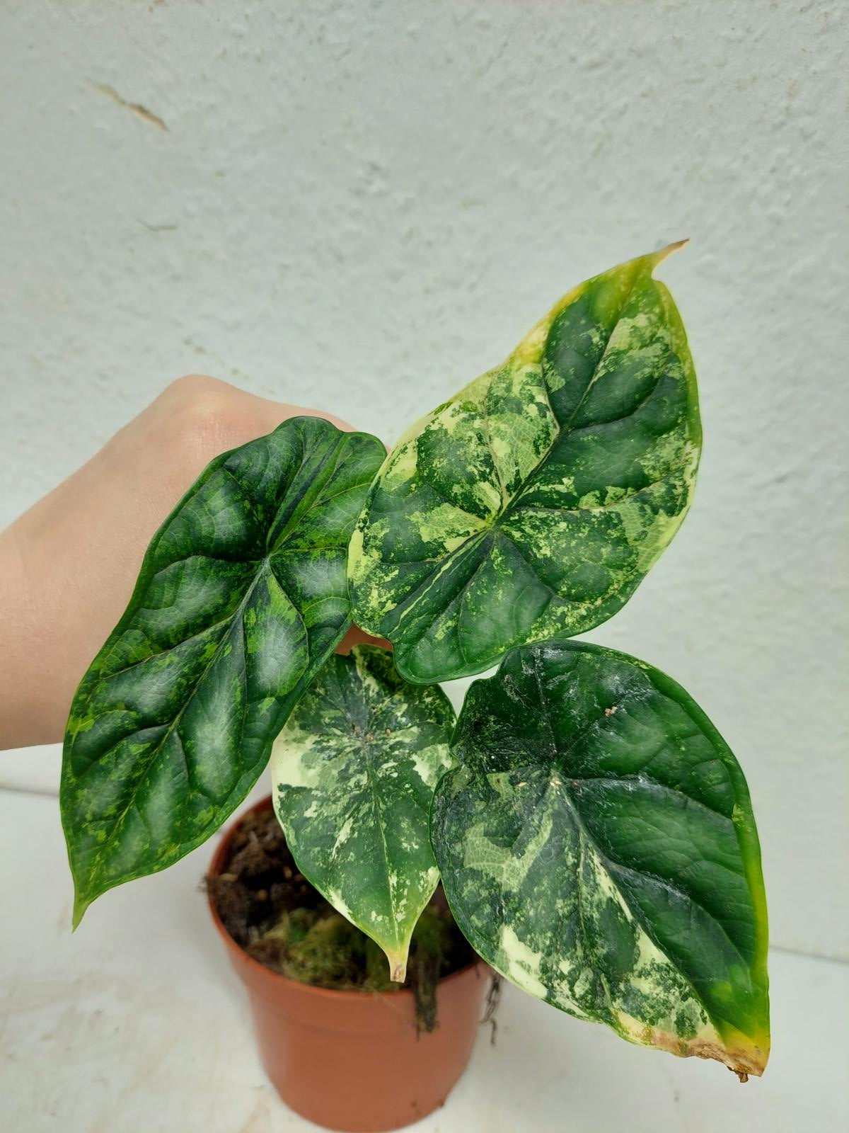 Alocasia Dragon Scale Variegata