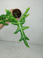 Alocasia Portei Aurea