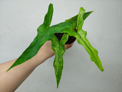 Alocasia Sabrina Aurea Variegata