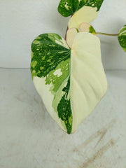 Philodendron Gloriosum Tricolor