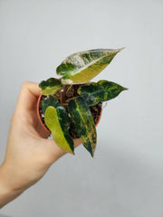 Alocasia Bambino Aurea