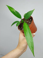 Anthurium Wendlingeri